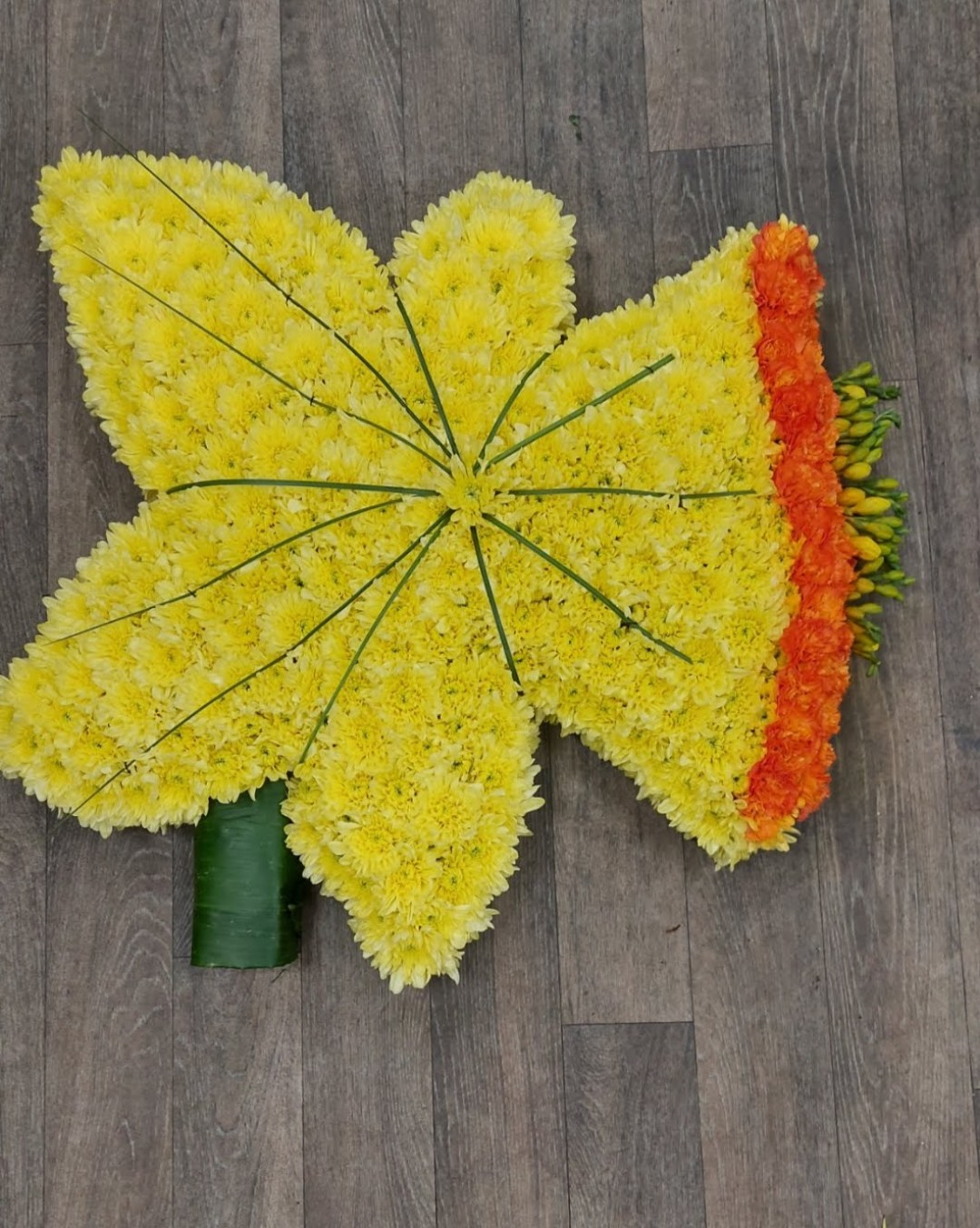 Daffodil 
