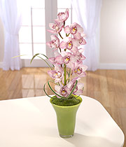 Cut Stem Of Cymbidium Orchid